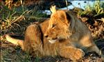 lion cub